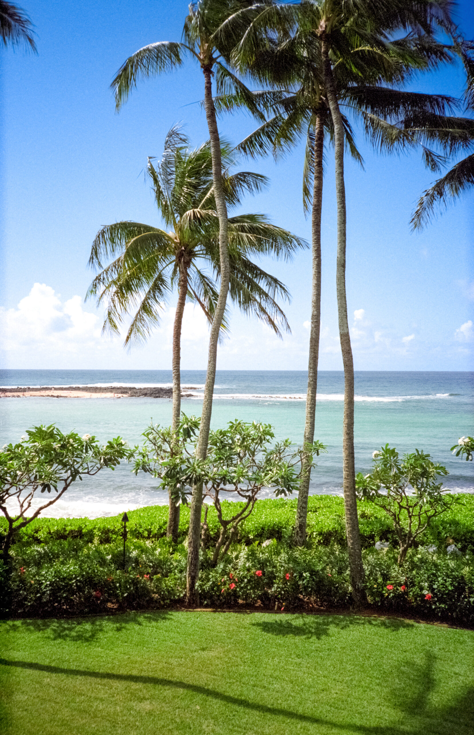 Vintage 1980s film photograph of the ocean through lush greenery on the tropical island of Maui, Hawaii.