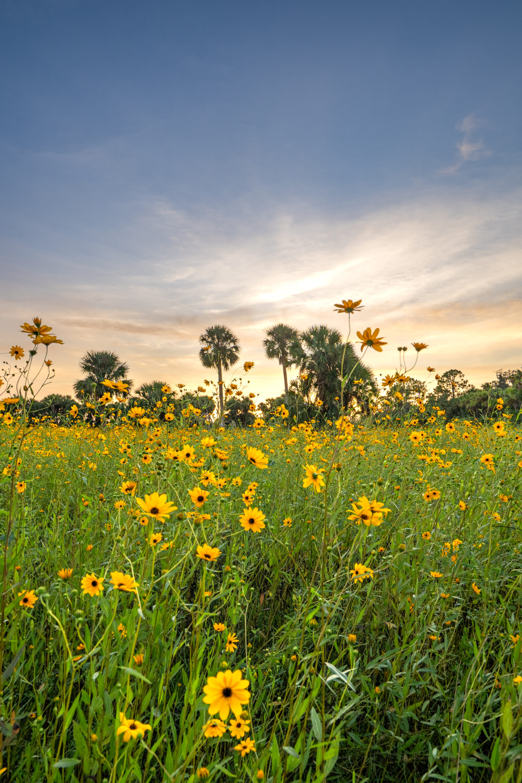 Vibrant sunset over a field of wild yellow sunflowers in full bloom in the surroundings of Lake Jesup near Orlando Florida.